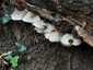 Nyári laskagomba (Pleurotus pulmonarius), Velencei-hegység